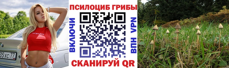Псилоцибиновые грибы прущие грибы  Ессентуки 